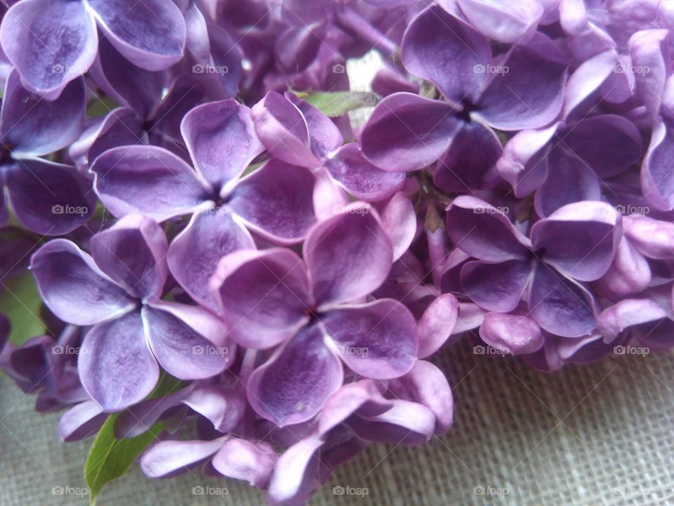 Purple lilac flowers