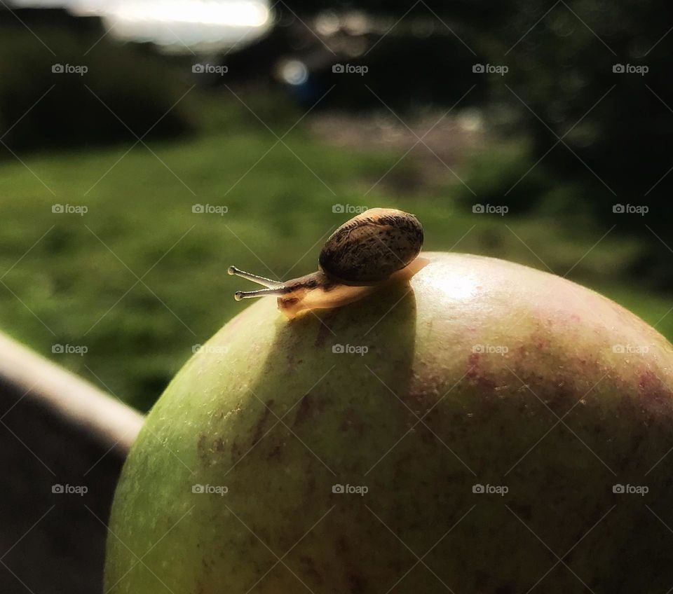 Snail on an apple