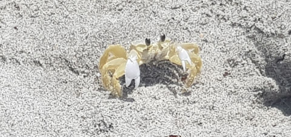 Crab on the coca beach