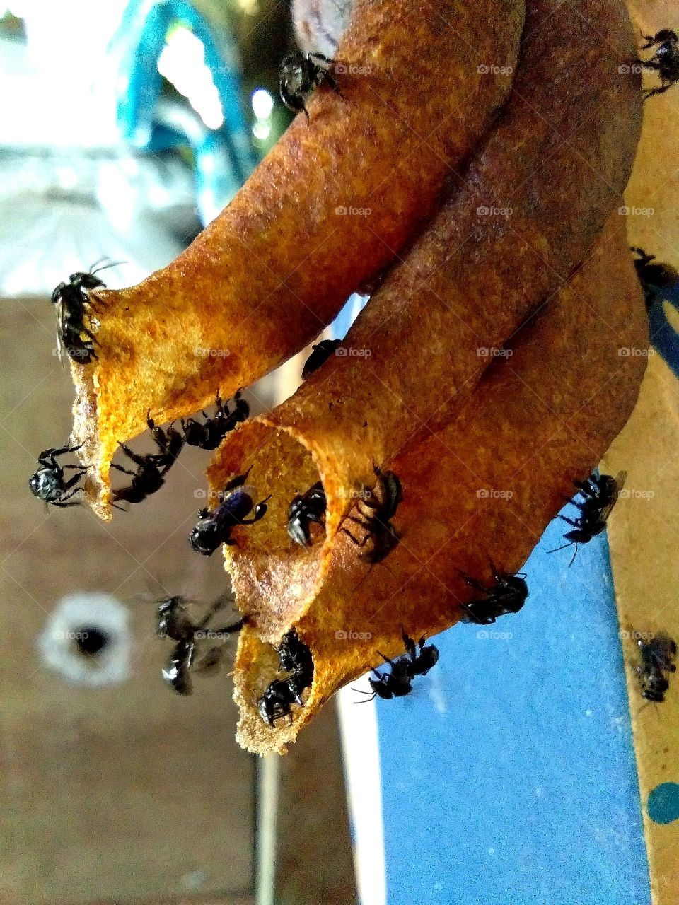 madu kelulut, small type of bee building their nest