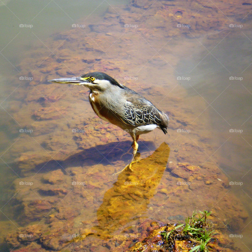 socozinho, a native brazilian bird