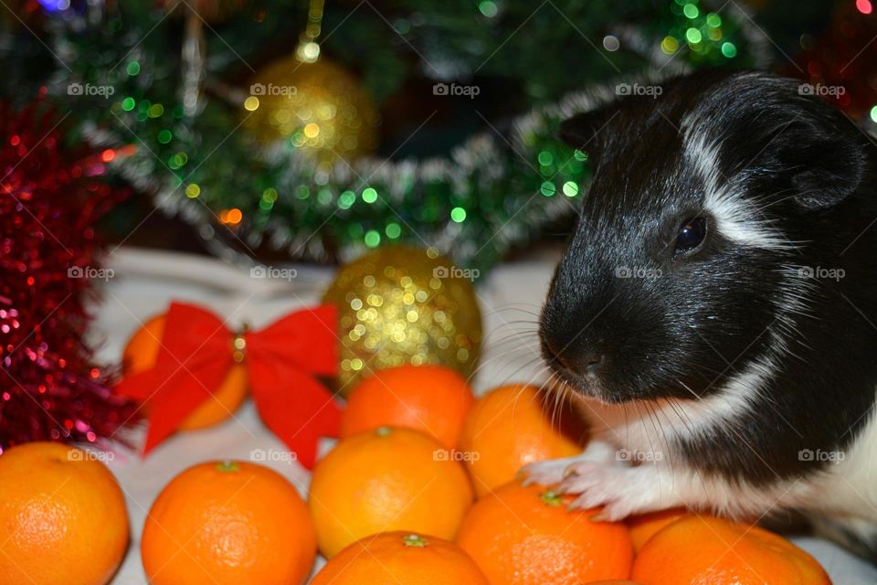 Side view of guinea pig and decorations