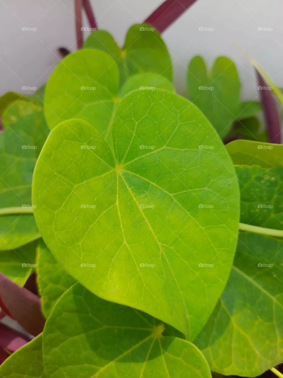 "THINK GREEN"