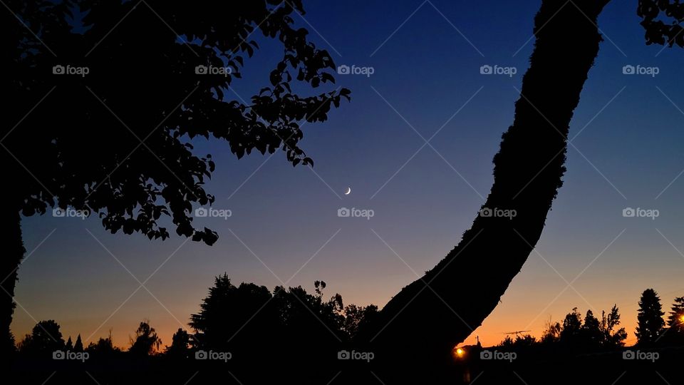 moonlit sunset silhouettes