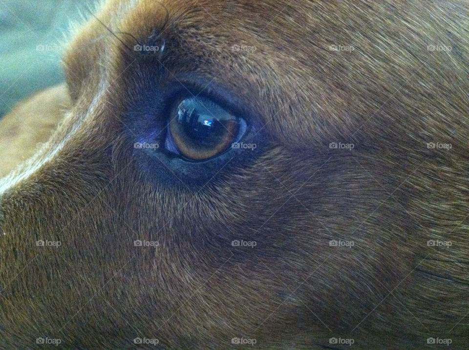 dog eye tv united states by kenglund