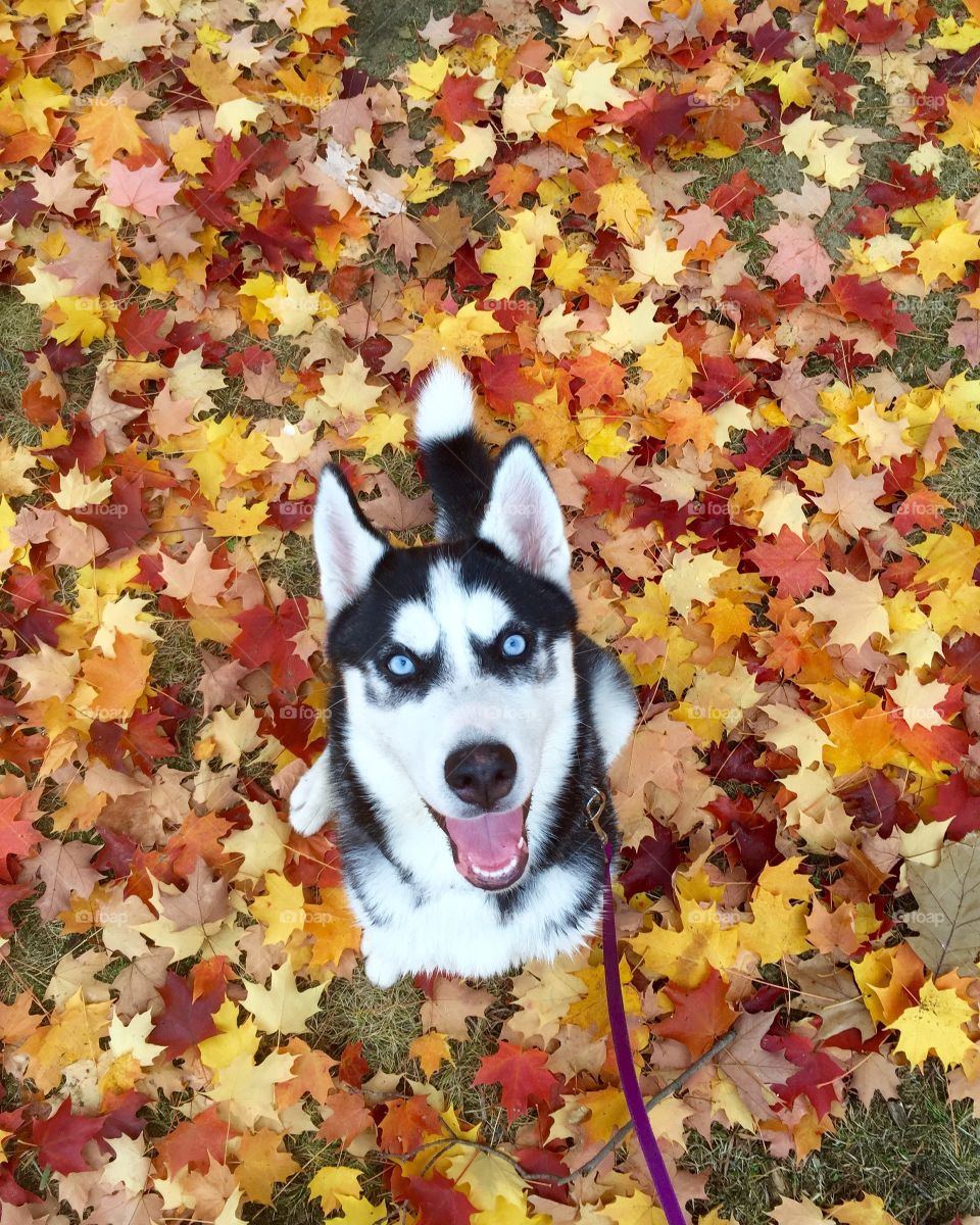 Husky enjoying fall 