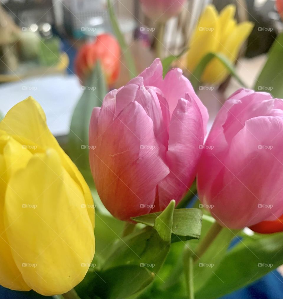 Tulips