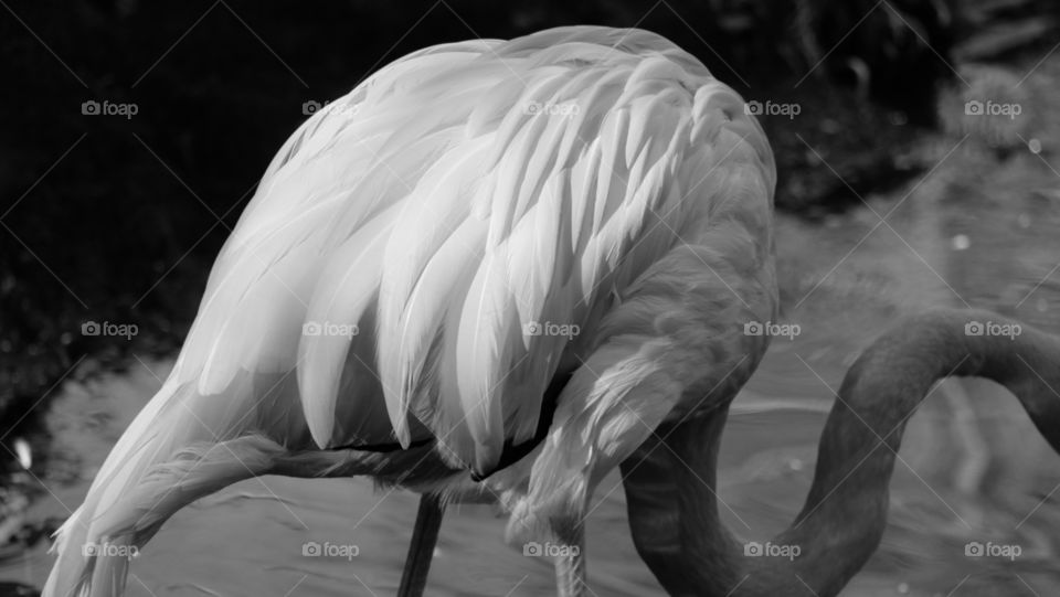 Flamingo plumage in black and white