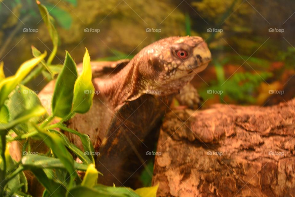 A happy little turtle
