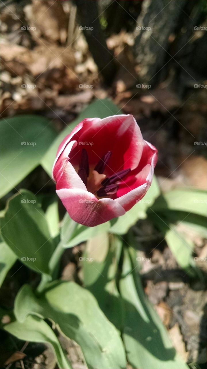 Tulip
