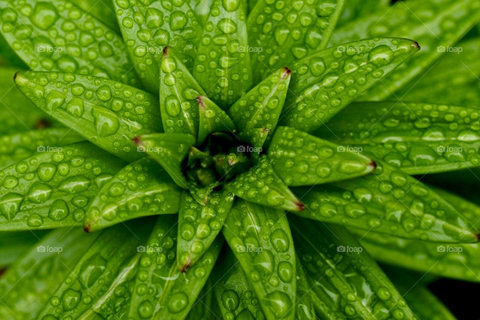 Green,botany,plants,water