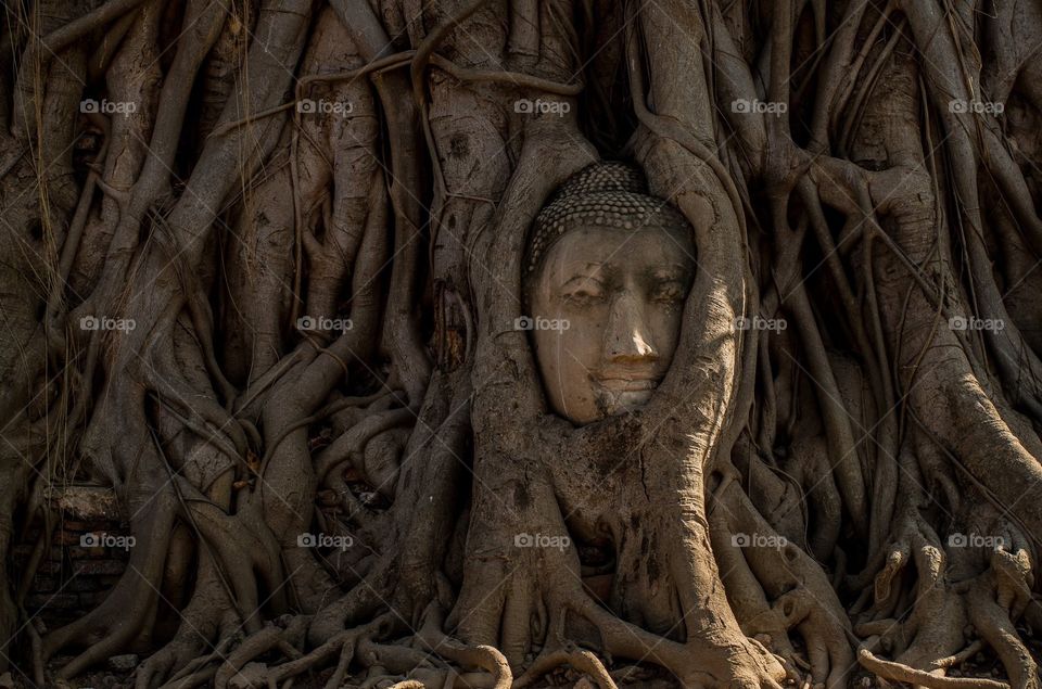 Buddha face in the tree