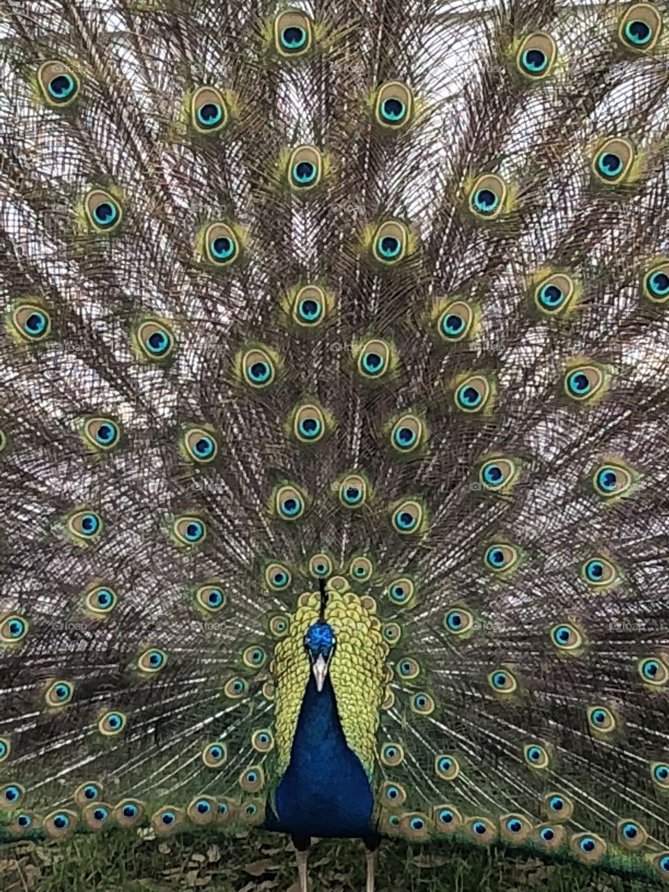 Best photos.  Peacock. 
