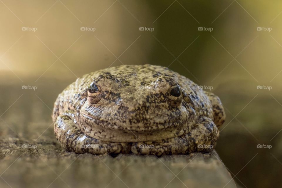 A happy and full frog, the zen frog, or the Mona Lisa frog. Cope’s gray tree frog (Hyla chrysochelis). 