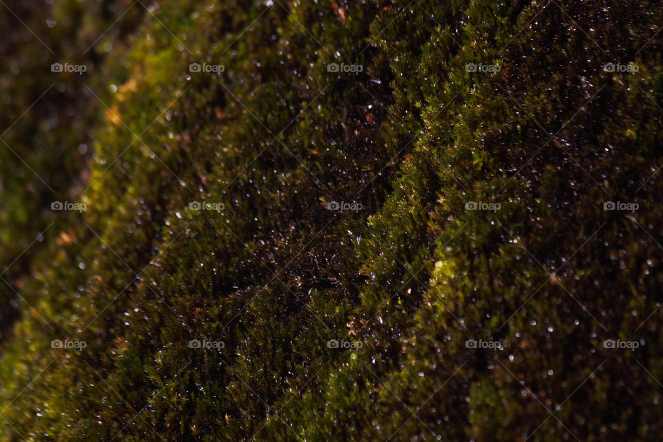 Fresh Moist Green Moss Near A Waterfall, Limpopo, South Africa