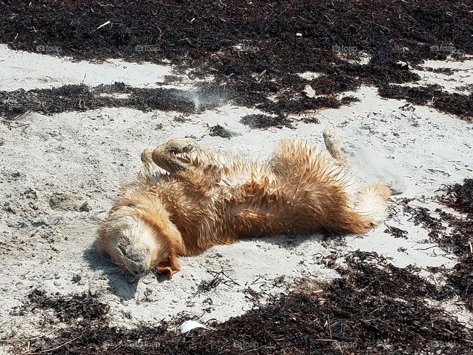 drying off in the dirt