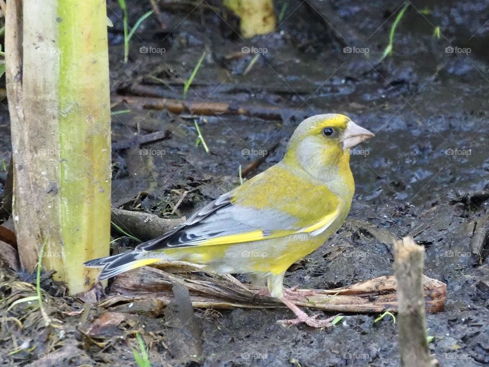 greenfinch looking for food in the sludge on the edge of a pond