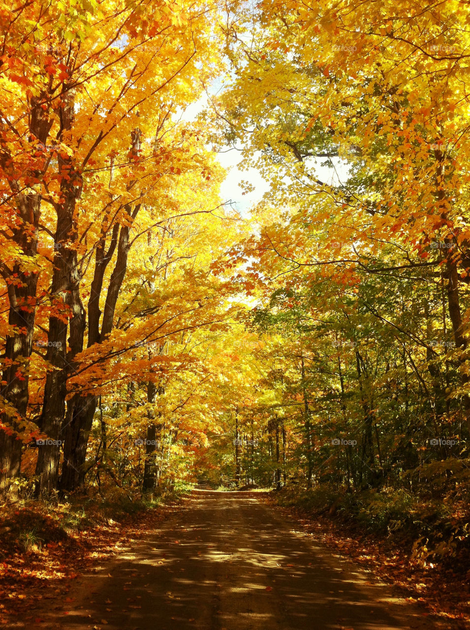 yellow sunny leaves road by serenitykennedy