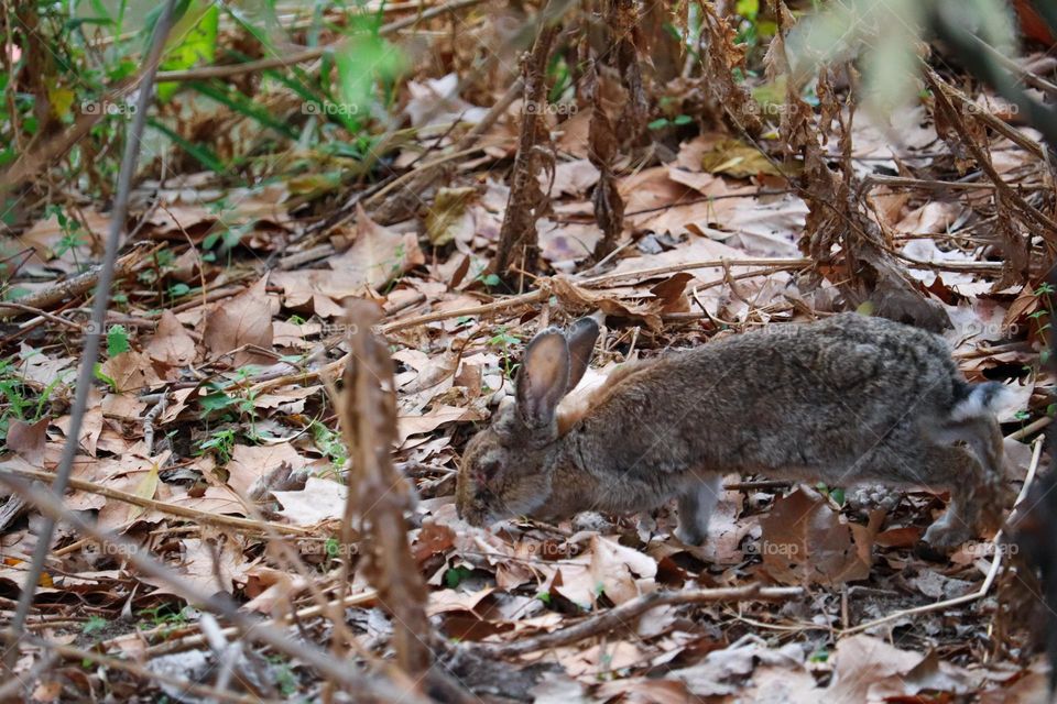 A wild rabbit in a wooded part of the city of Madrid