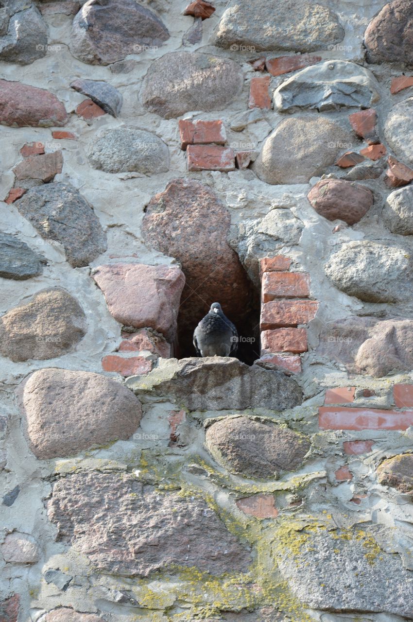 Funny, pigeon in a niche in a wall