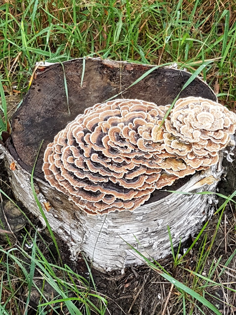 fungus