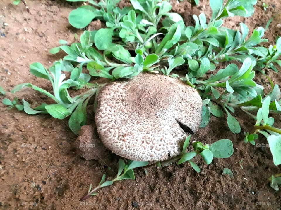 found this big mushroom in my garden.