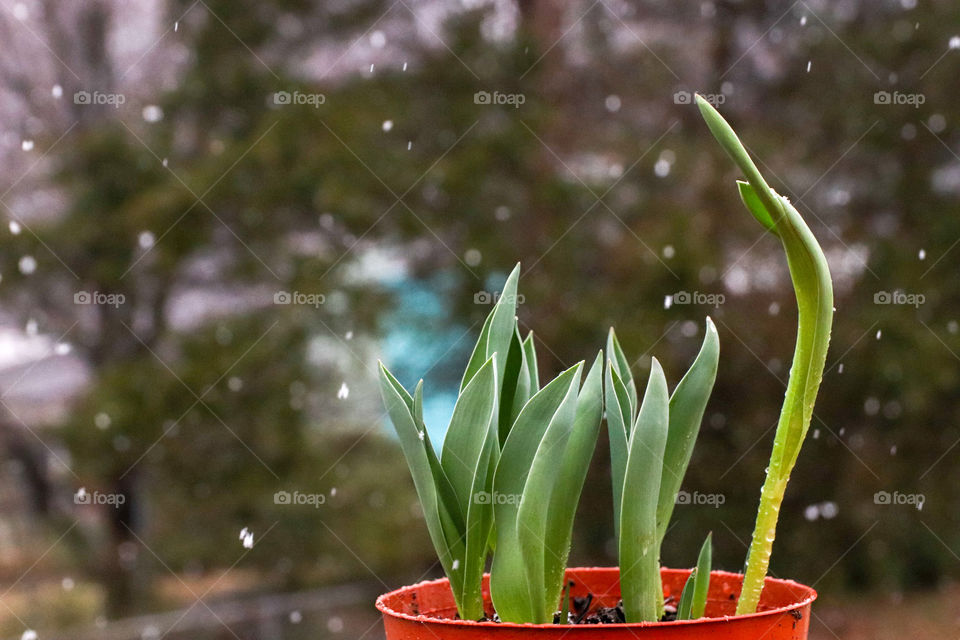 Not Even an Early Spring Snow Can Stop These Tulips from Blooming