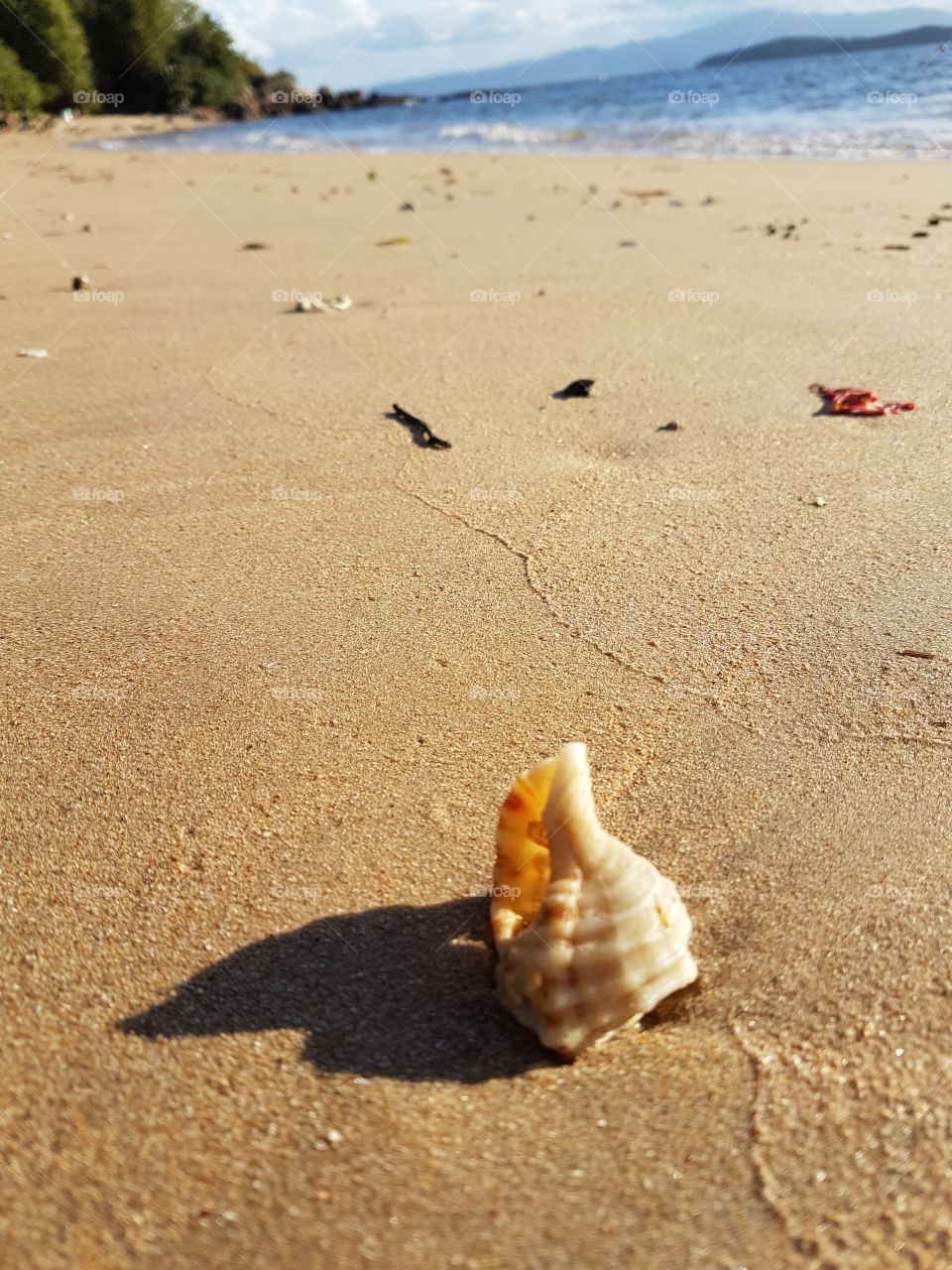 Shell on the beach