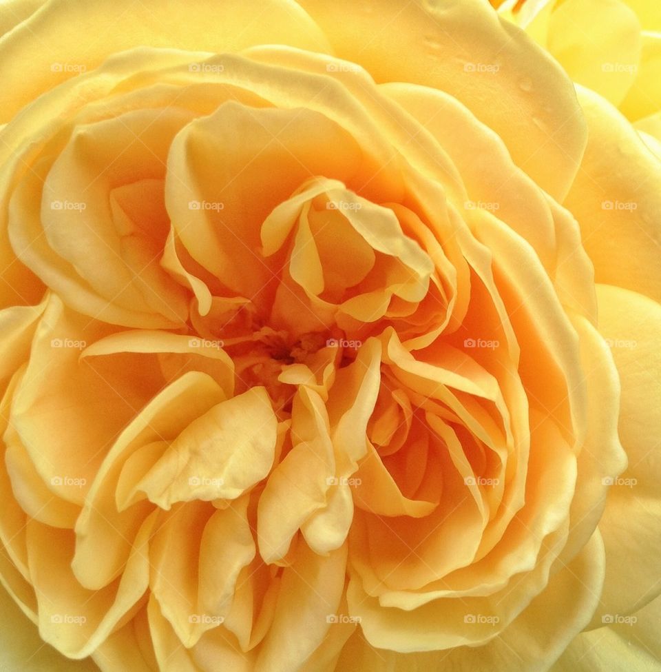 yellow rose