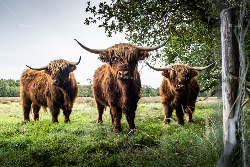 Scottish highlanders