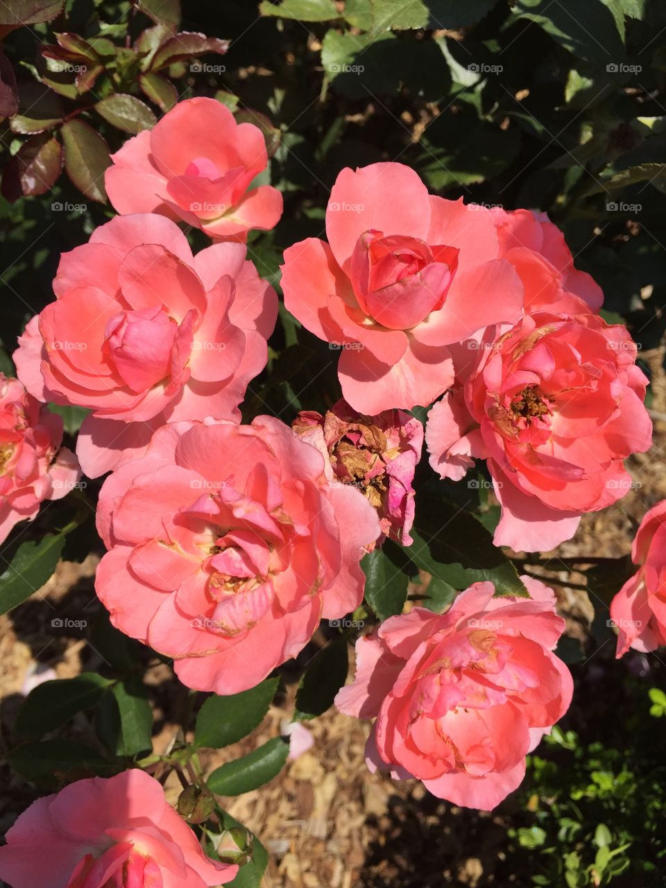 Roses in Pink. Taken at Everland Resort Korea