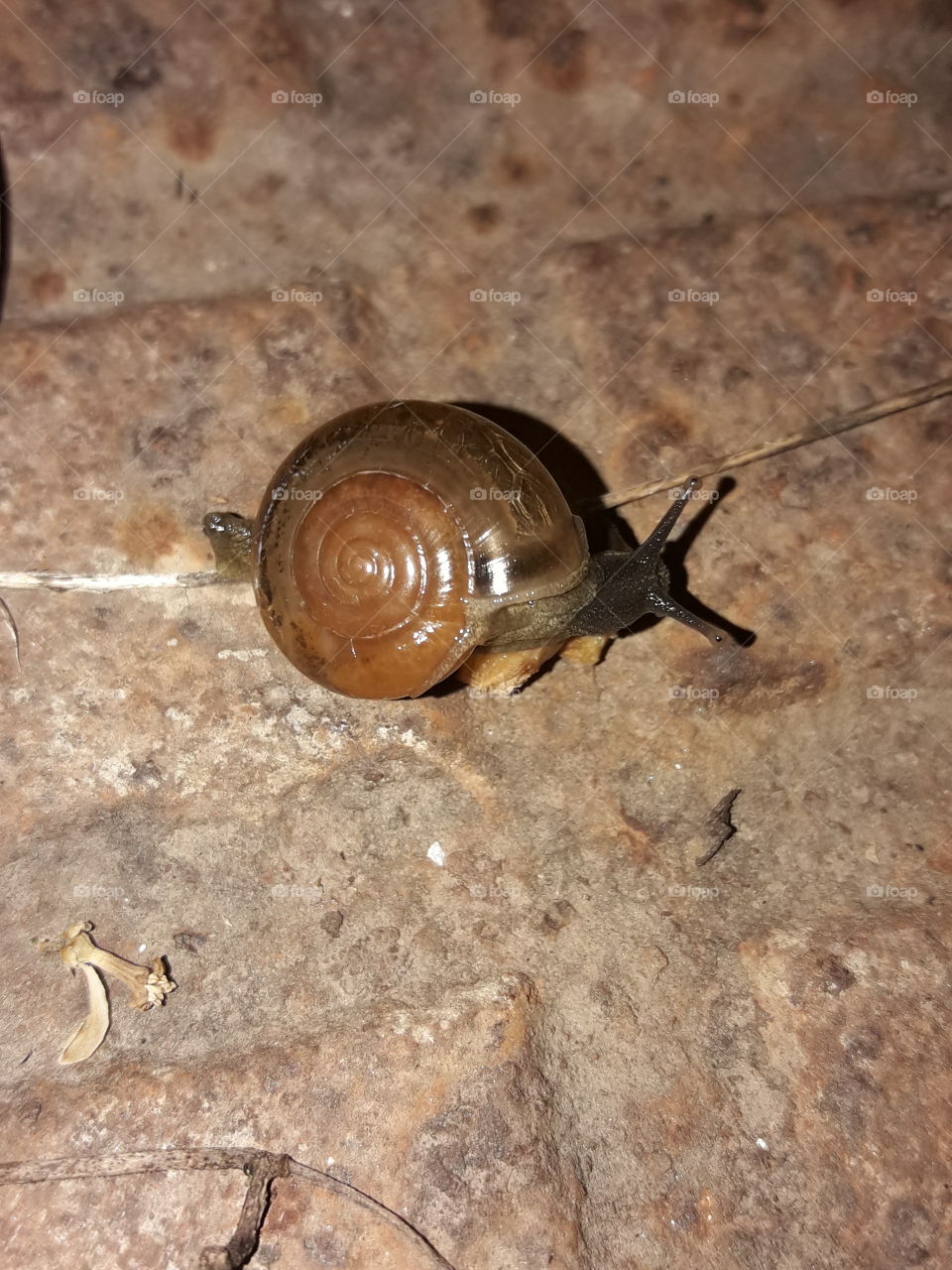 snail