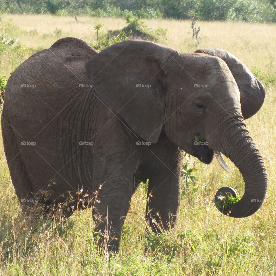 Elephant feeding in Masai Mara