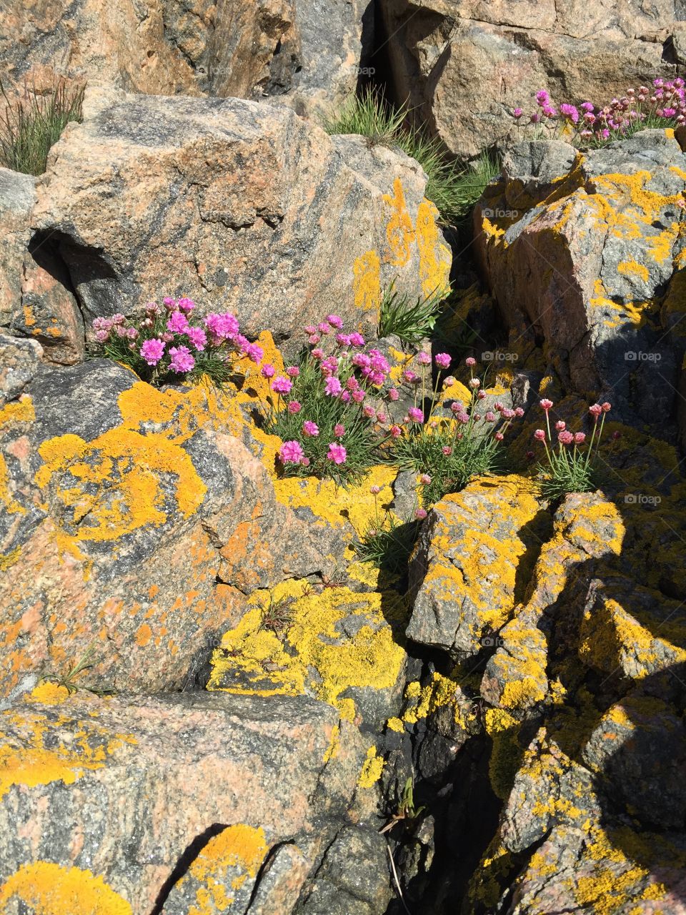 Yellow lichen growing on the rocks