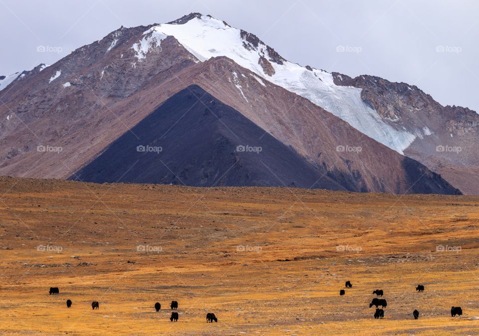 nature at its best towards pagong, ladakh, India