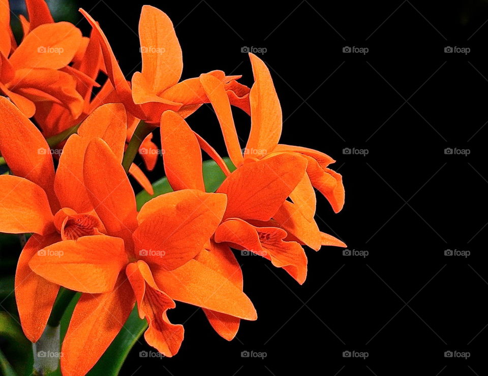 Orange Orchids 