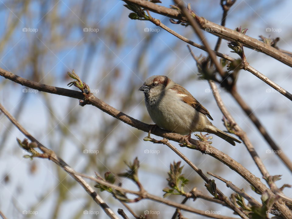 Sparrow 