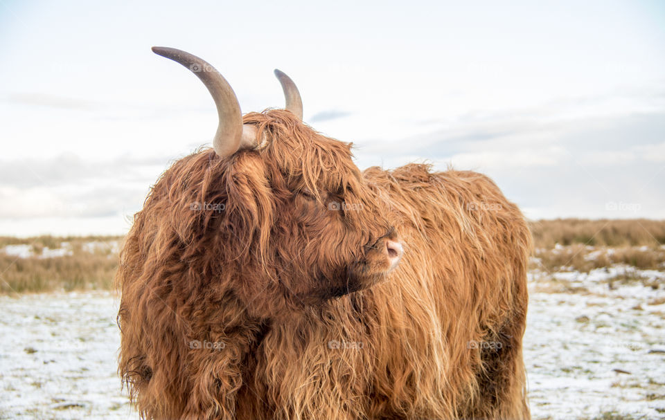 Highland cow 