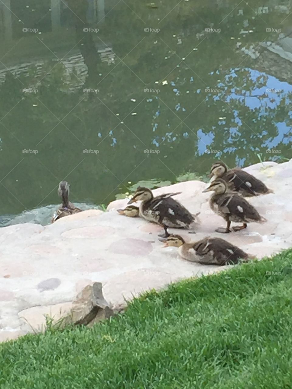 Mommy Duck & Ducklings. @chelseamerkleyphotos Copyright © CM Photography May 2019.