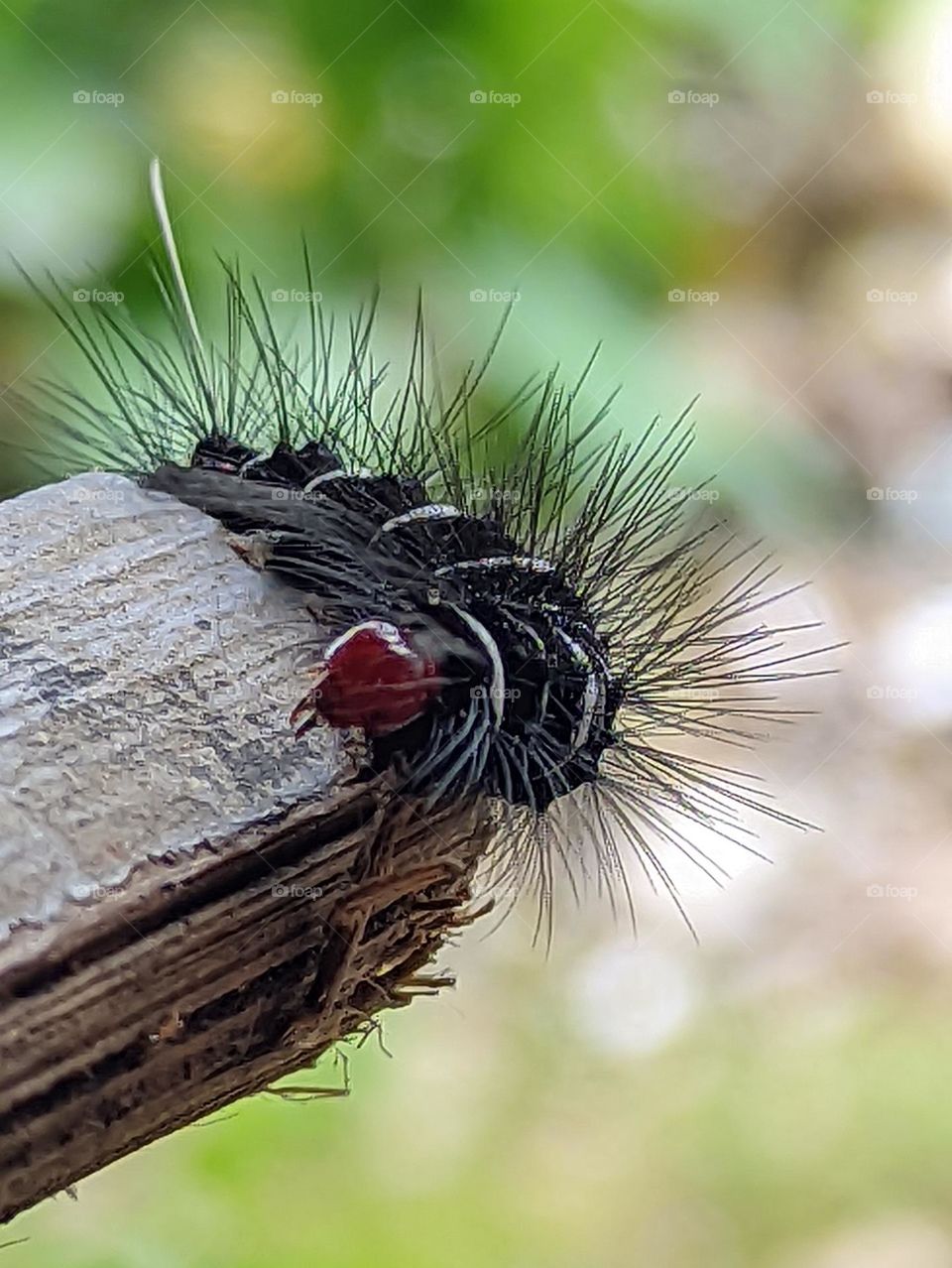 black lonomia caterpillar attached to black bamboo
