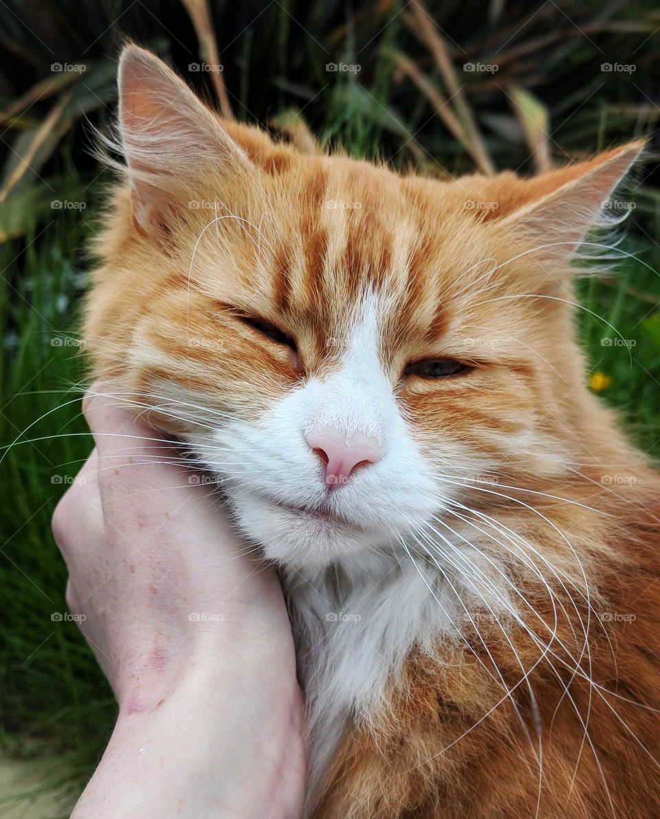 Cute male fuzzy cat with an orange coat gets petted