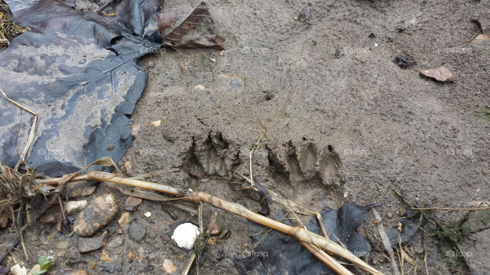 raccoon tracks