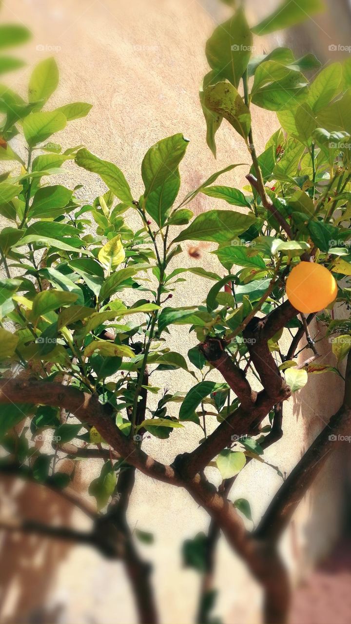 Orange tree