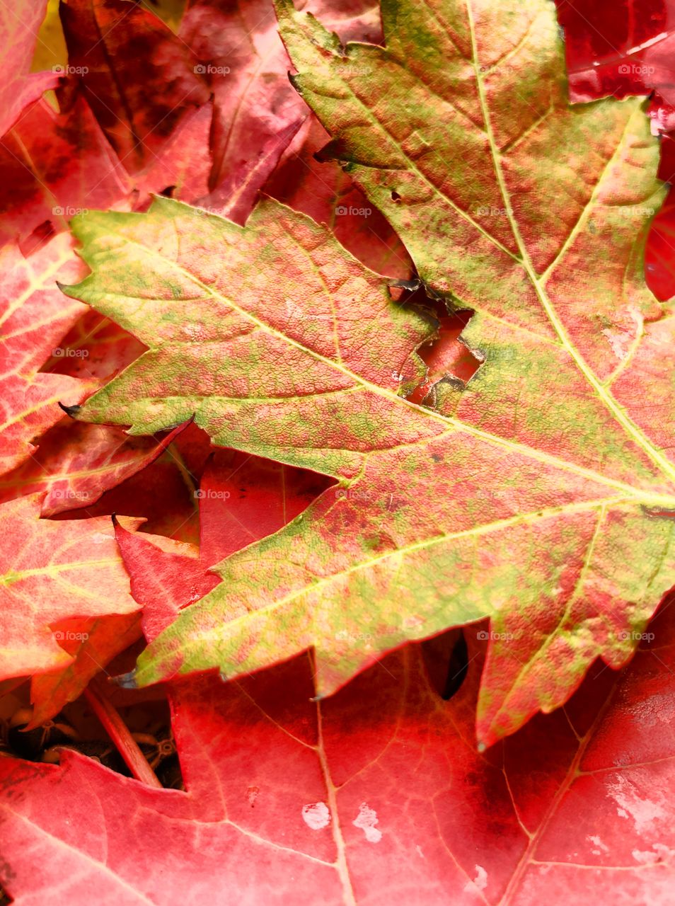 autumn walk 