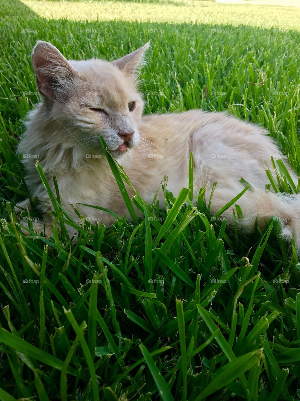 Enjoying his summer grass 