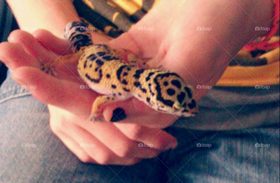 Lizard. leopard gecko