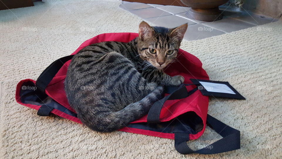 cat lounging on red tote bag