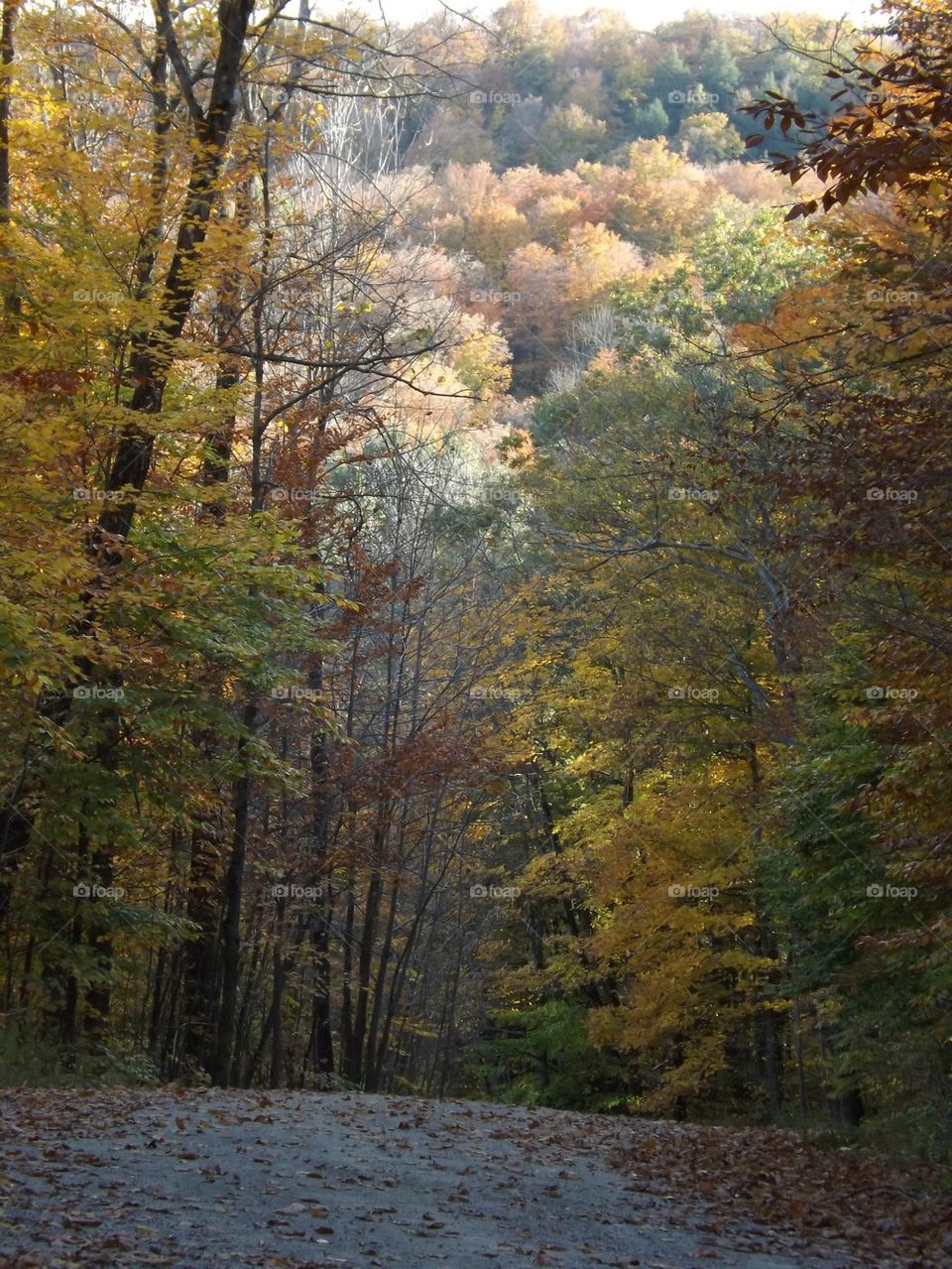 Sunset leaving Gatineau Park walking down trail
