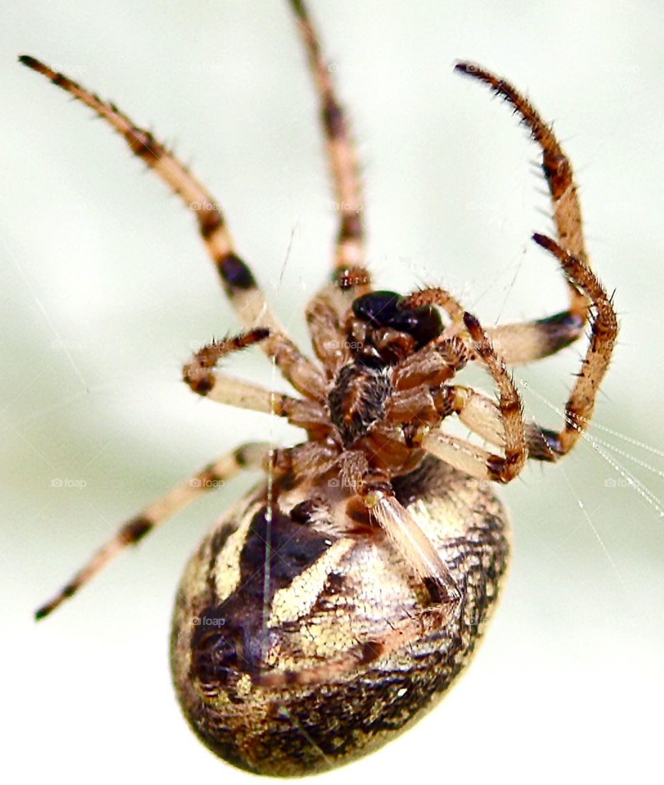 Charlotte, spider macro that resembles the spider from Charlotte’s Web