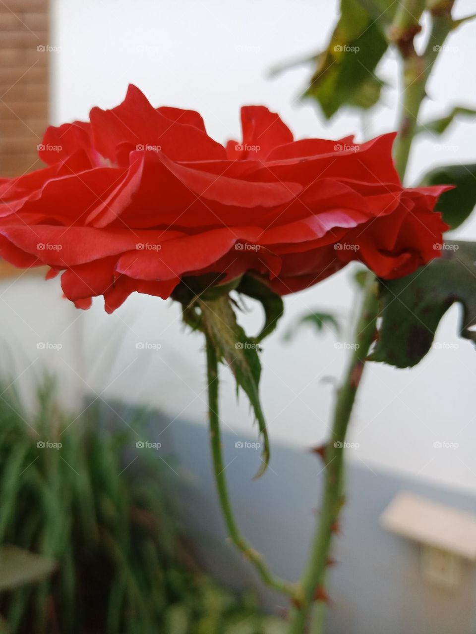 A red rose and its beautiful petals from a side perpective